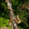 Uzovka stromova - Zamenis longissimus - Aesculapean Snake o0125